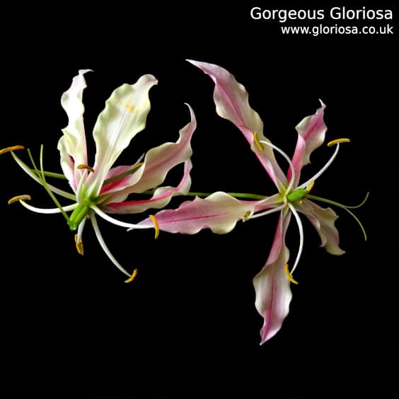 Gloriosa Lime; One young flower and one more mature