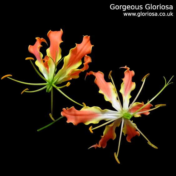 Gloriosa Sparkling Orange; One young flower and one more mature