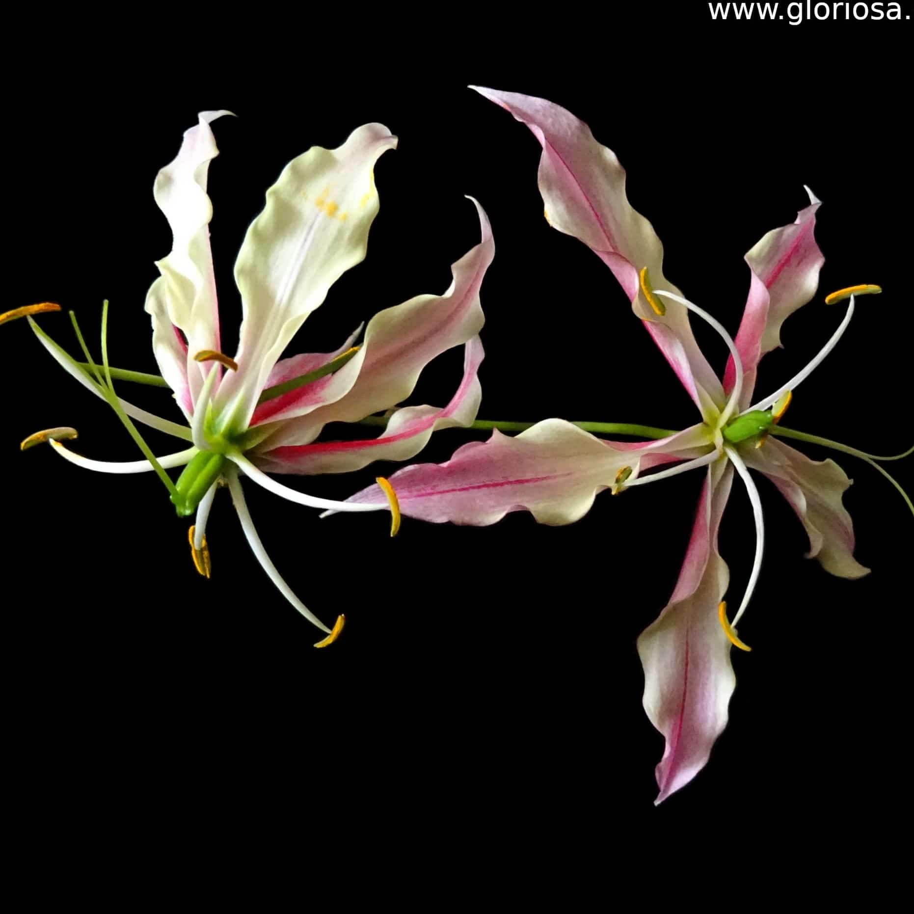 Gloriosa Lime; One young flower and one more mature.